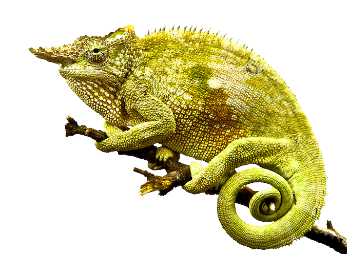 Chameleon Transparent PNG Image