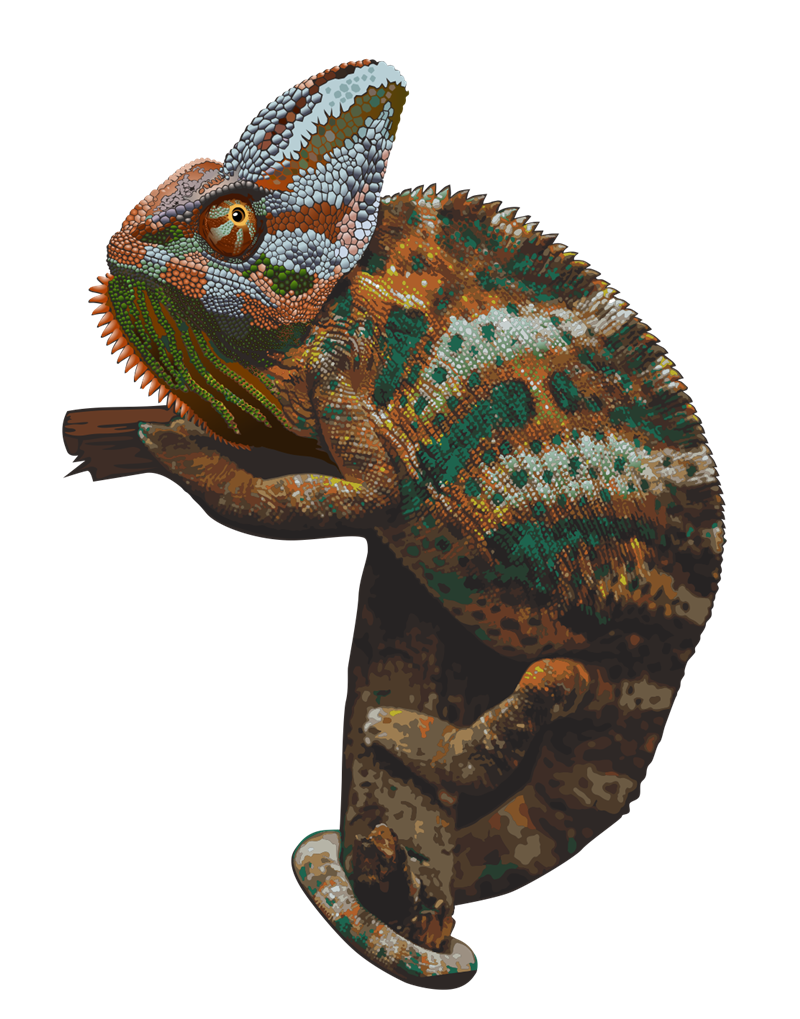 Chameleon Transparent PNG Image
