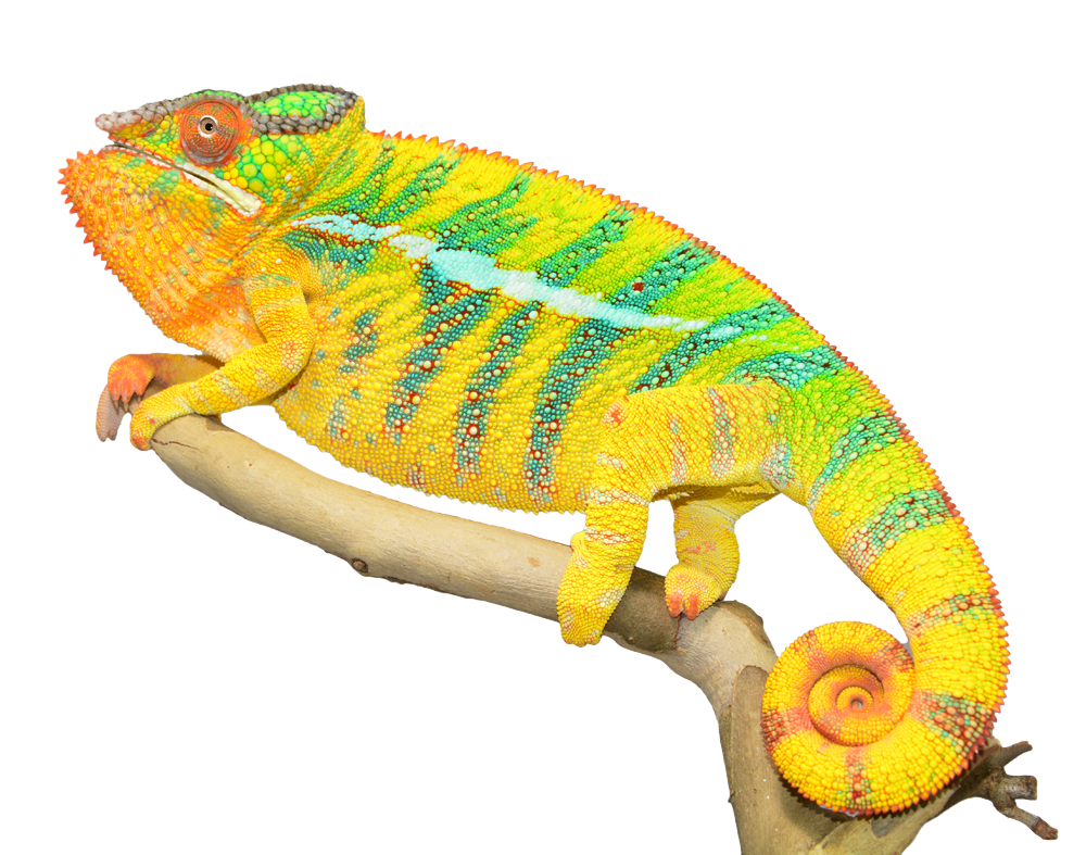 Chameleon Transparent PNG Image