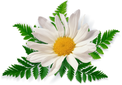 Camomile Transparent PNG Image