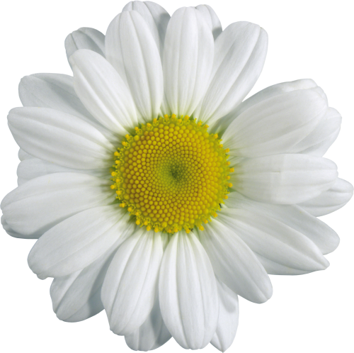 Camomile Transparent PNG Image