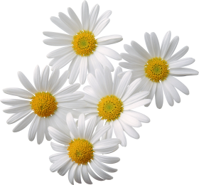 Camomile Transparent PNG Image