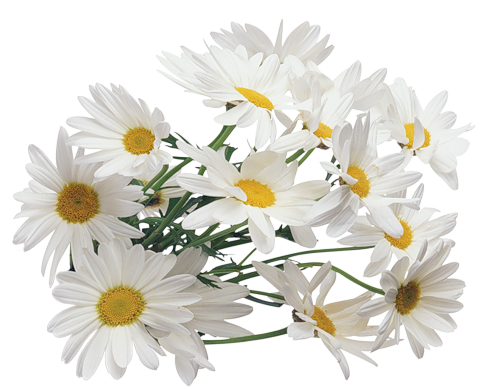Camomile Transparent PNG Image