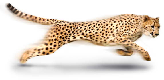 Cheetah Transparent PNG Image