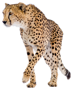Cheetah Transparent PNG Image