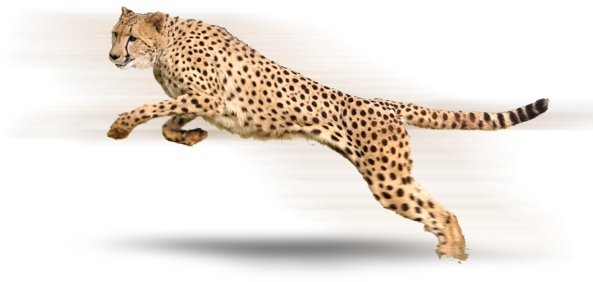 Cheetah High-Quality Transparent PNG Image