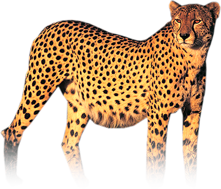 Cheetah Transparent PNG Image