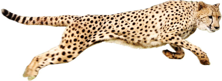 Cheetah Transparent PNG Image