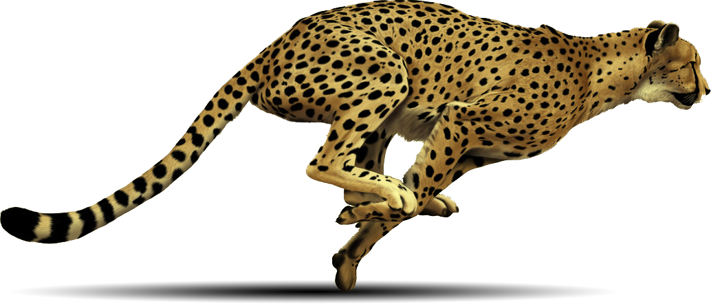 Cheetah Transparent PNG Image