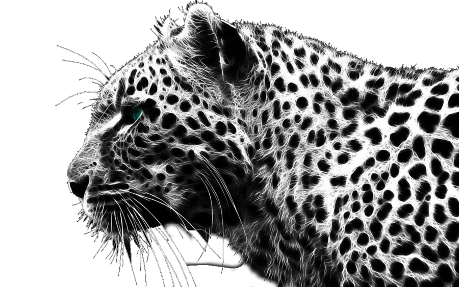 Cheetah Transparent PNG Image