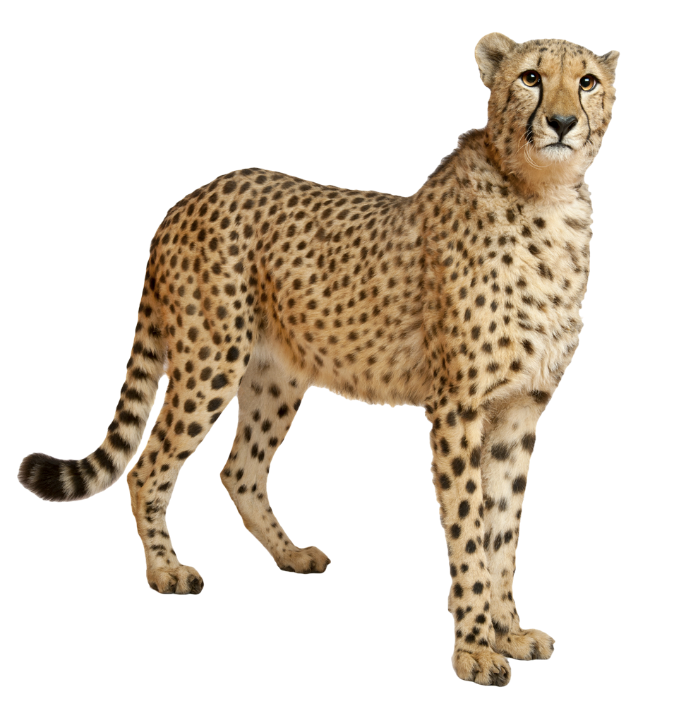 Cheetah File Transparent PNG Image