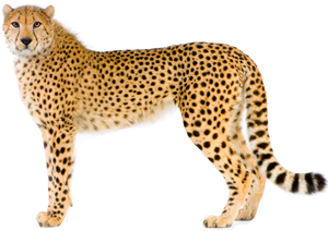 Cheetah Transparent PNG Image