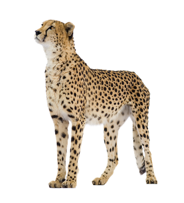 Cheetah Transparent PNG Image