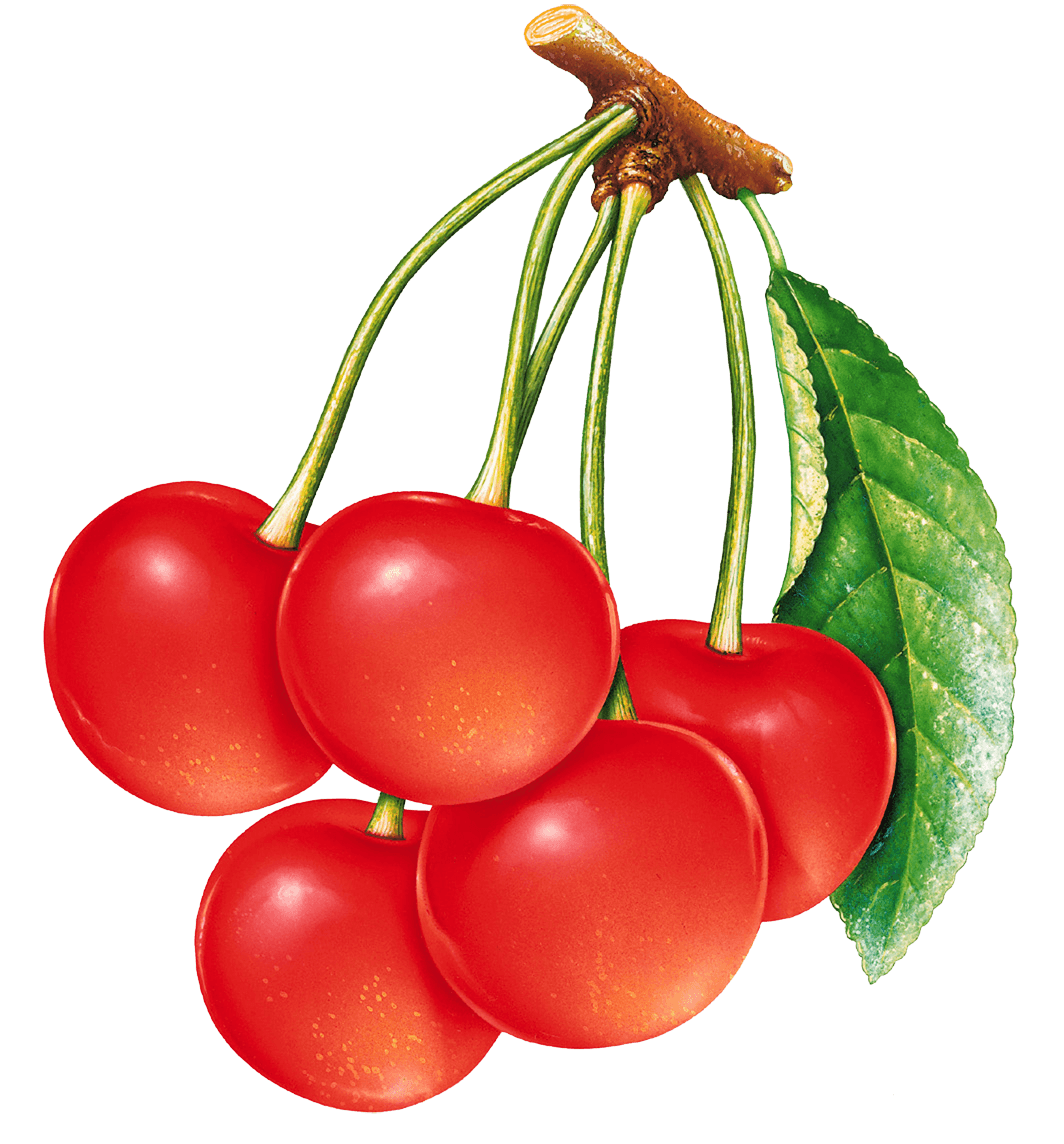 Cherries Transparent PNG Image