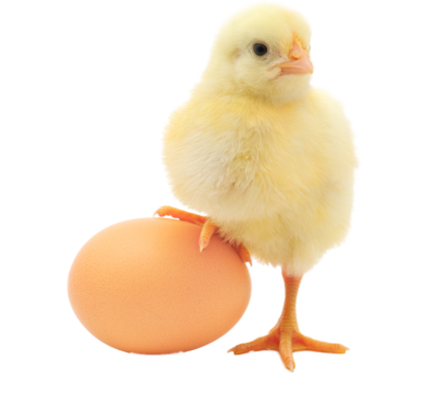 Baby Chicken Transparent PNG Image