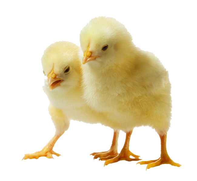 Baby Chicken Transparent PNG Image