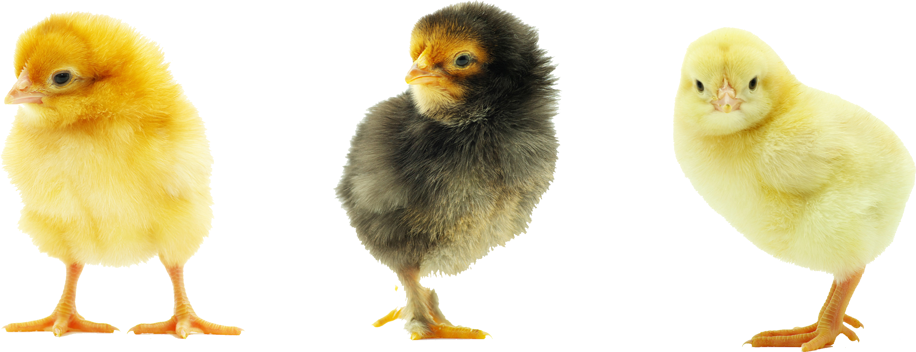 Baby Chicken Background Transparent PNG Image