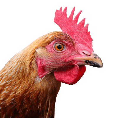 Chicken Head Transparent PNG Image