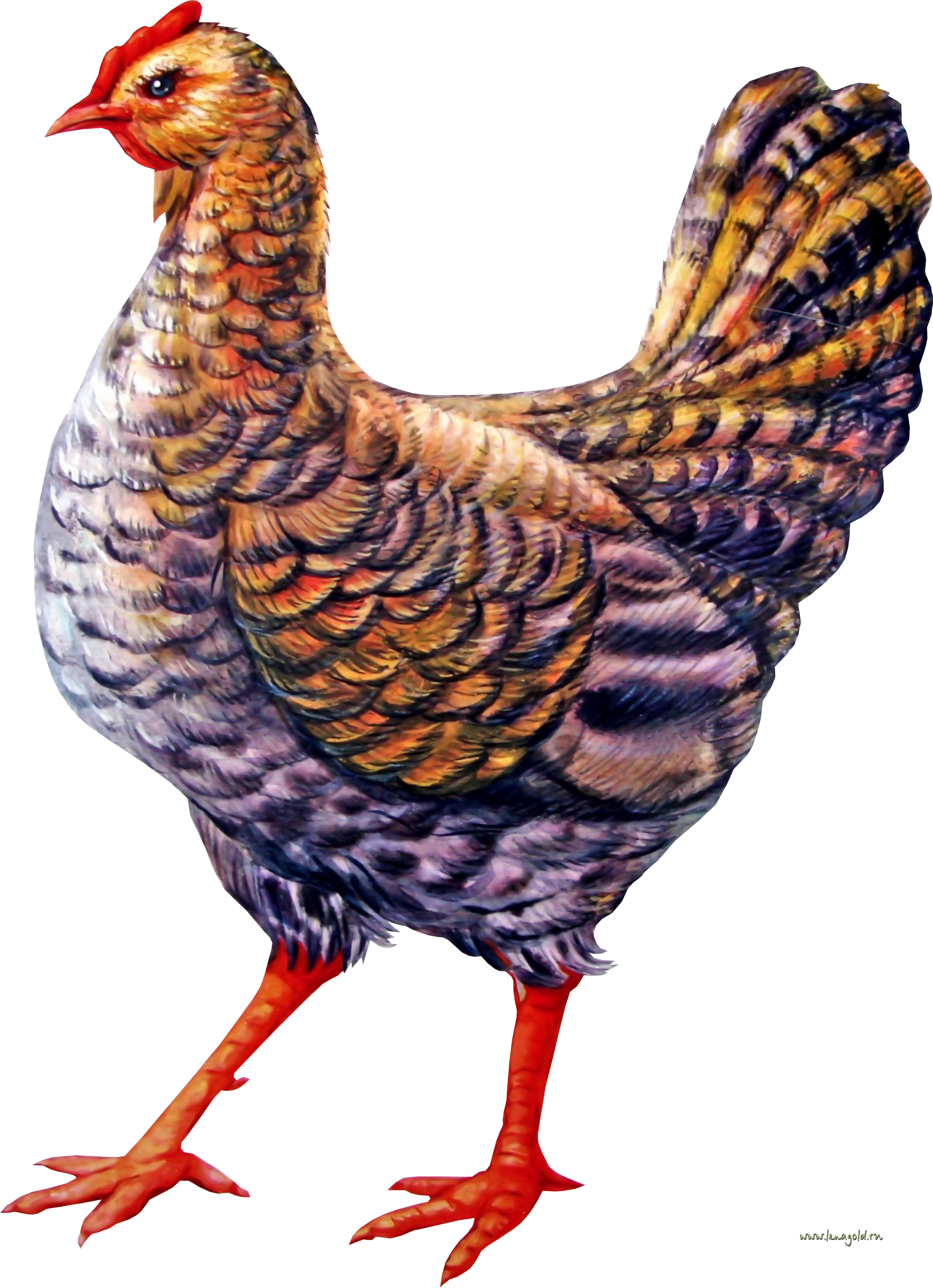 Chicken Transparent PNG Image