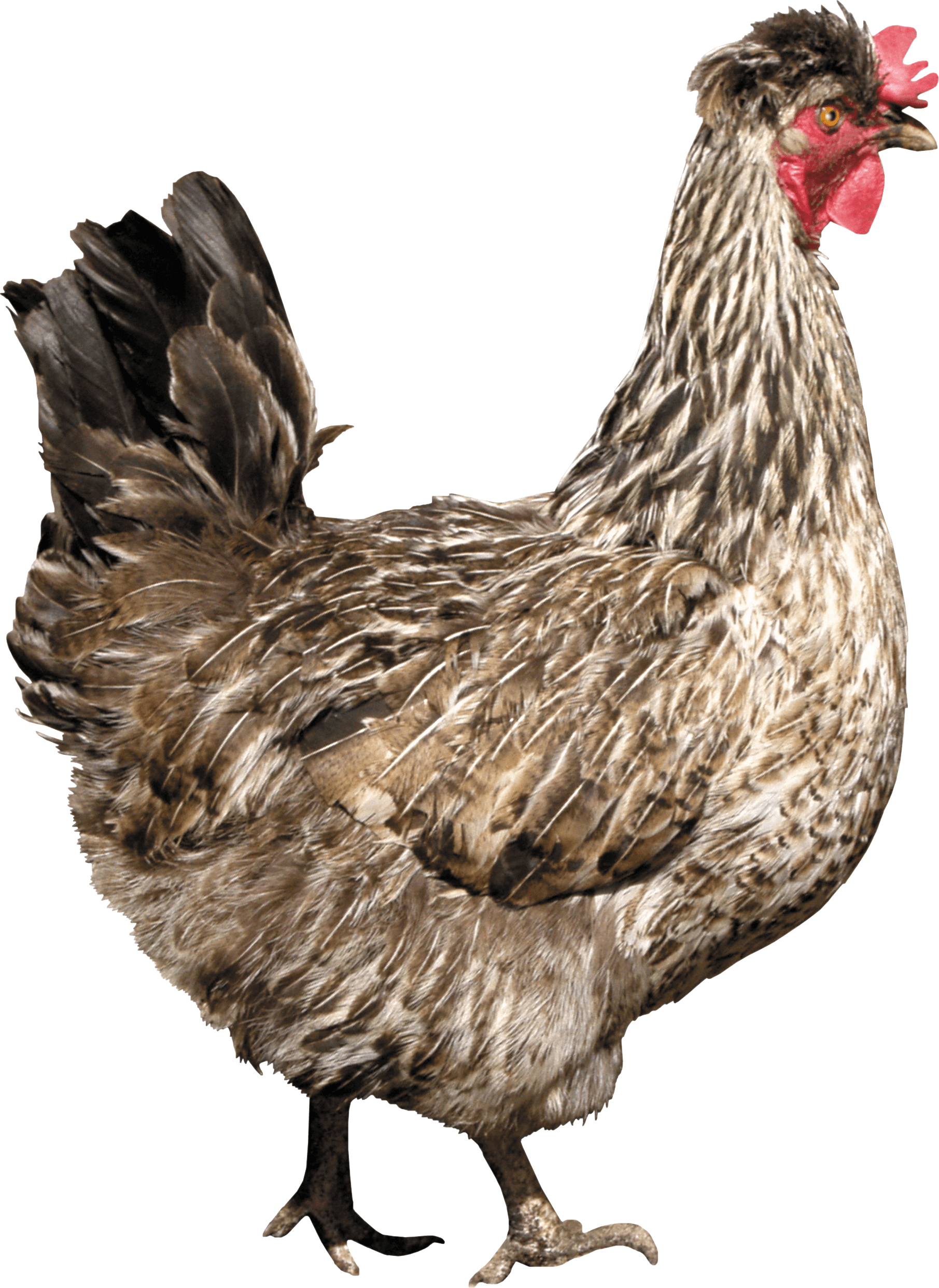 Chicken Transparent PNG Image