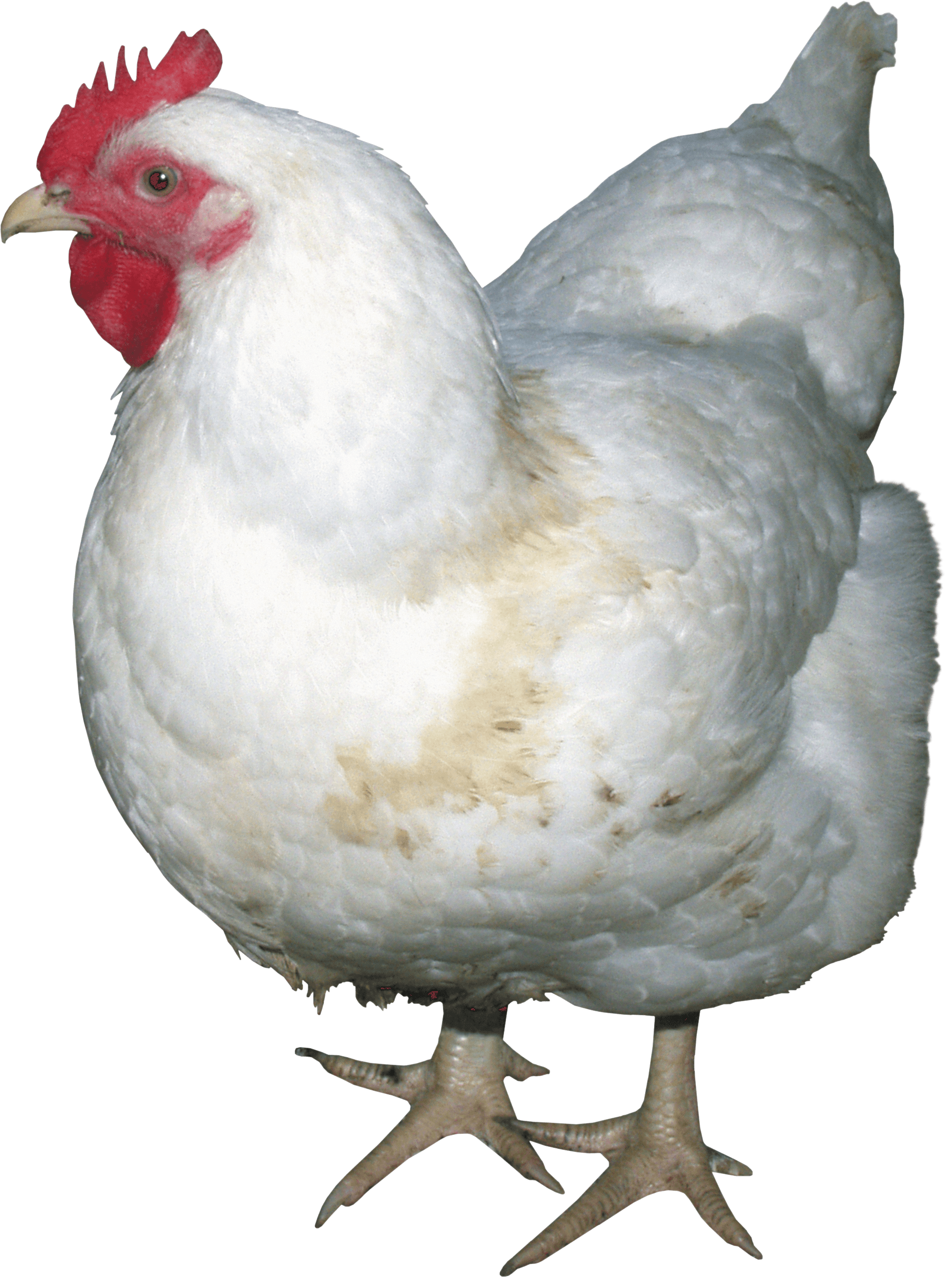Chicken Transparent PNG Image