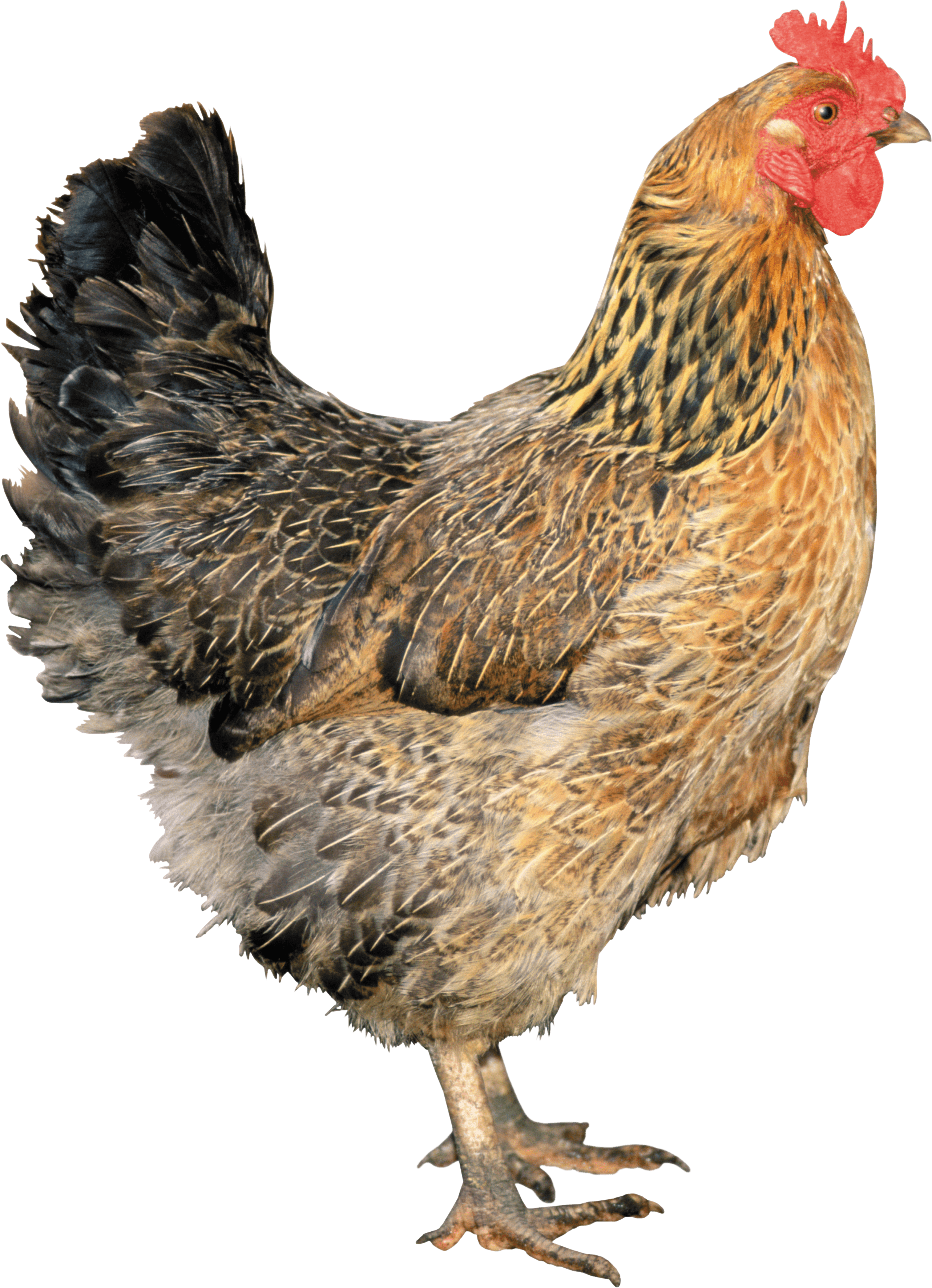 Chicken Transparent PNG Image