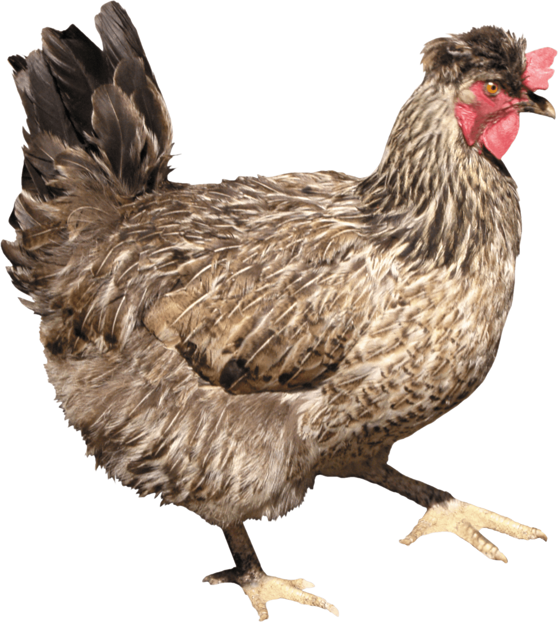 Chicken Transparent PNG Image