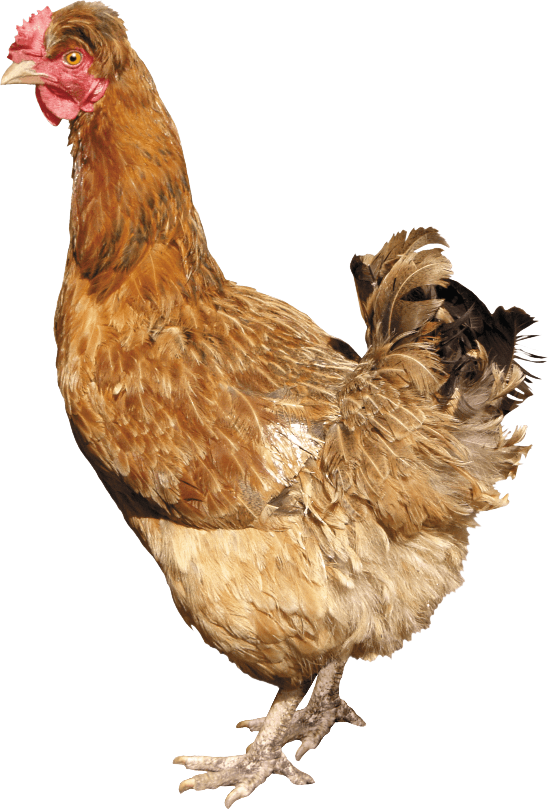 Chicken Transparent PNG Image