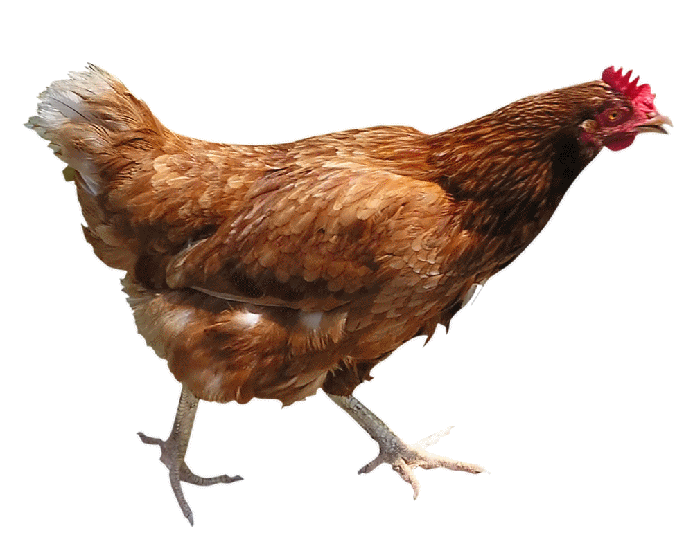 Chicken Transparent PNG Image