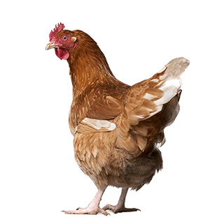 Chicken Transparent PNG Image