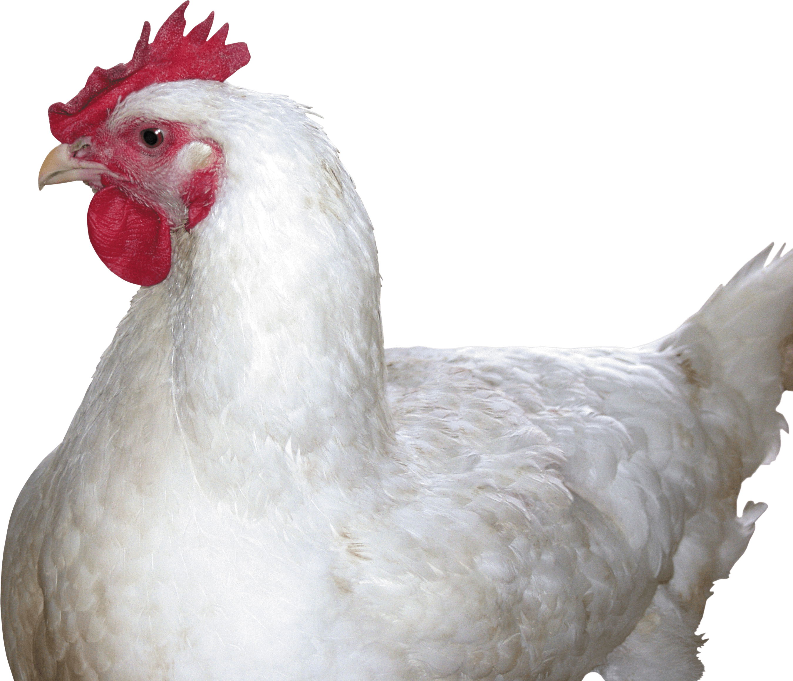 Chicken Transparent PNG Image