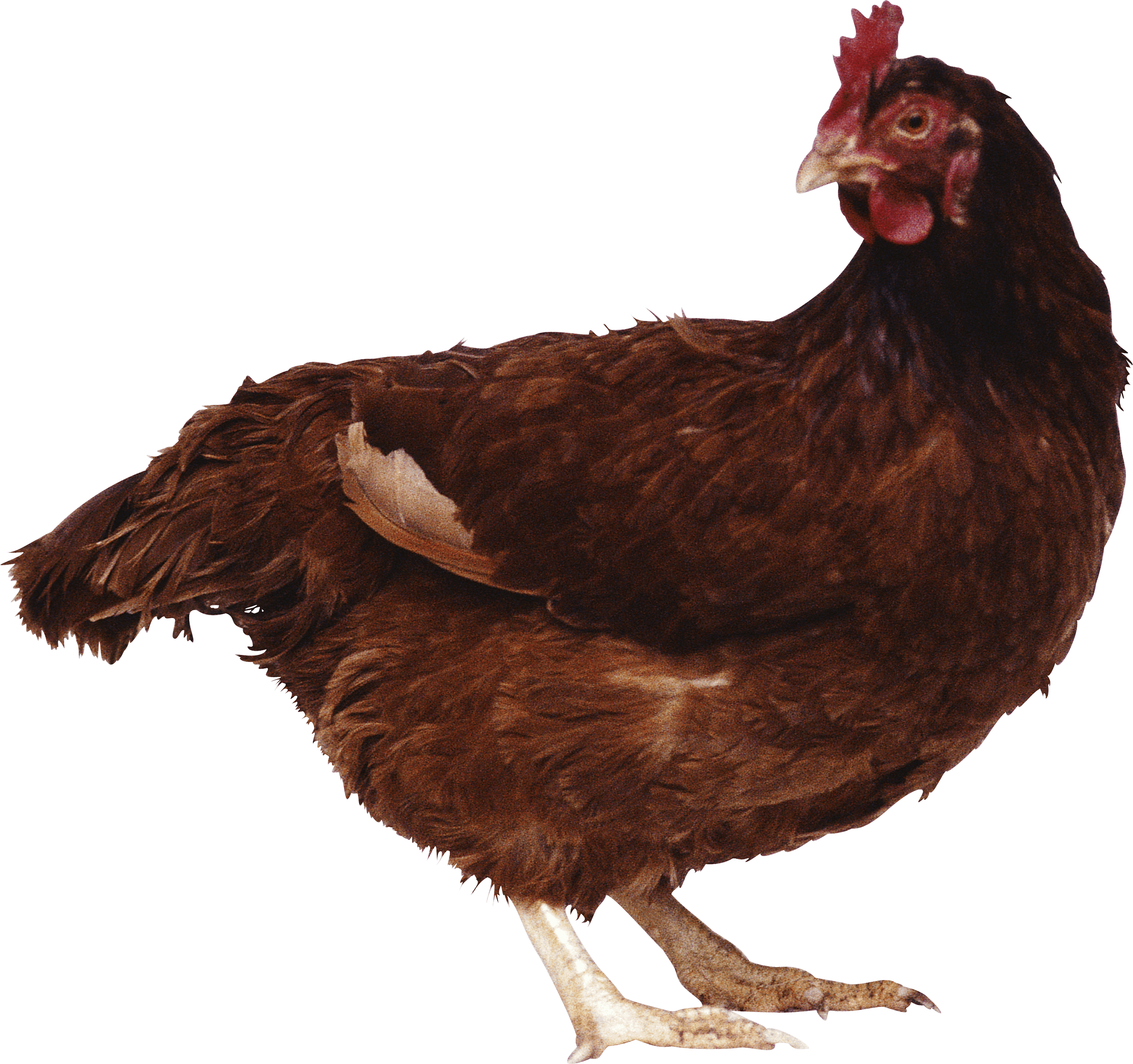Chicken Transparent PNG Image