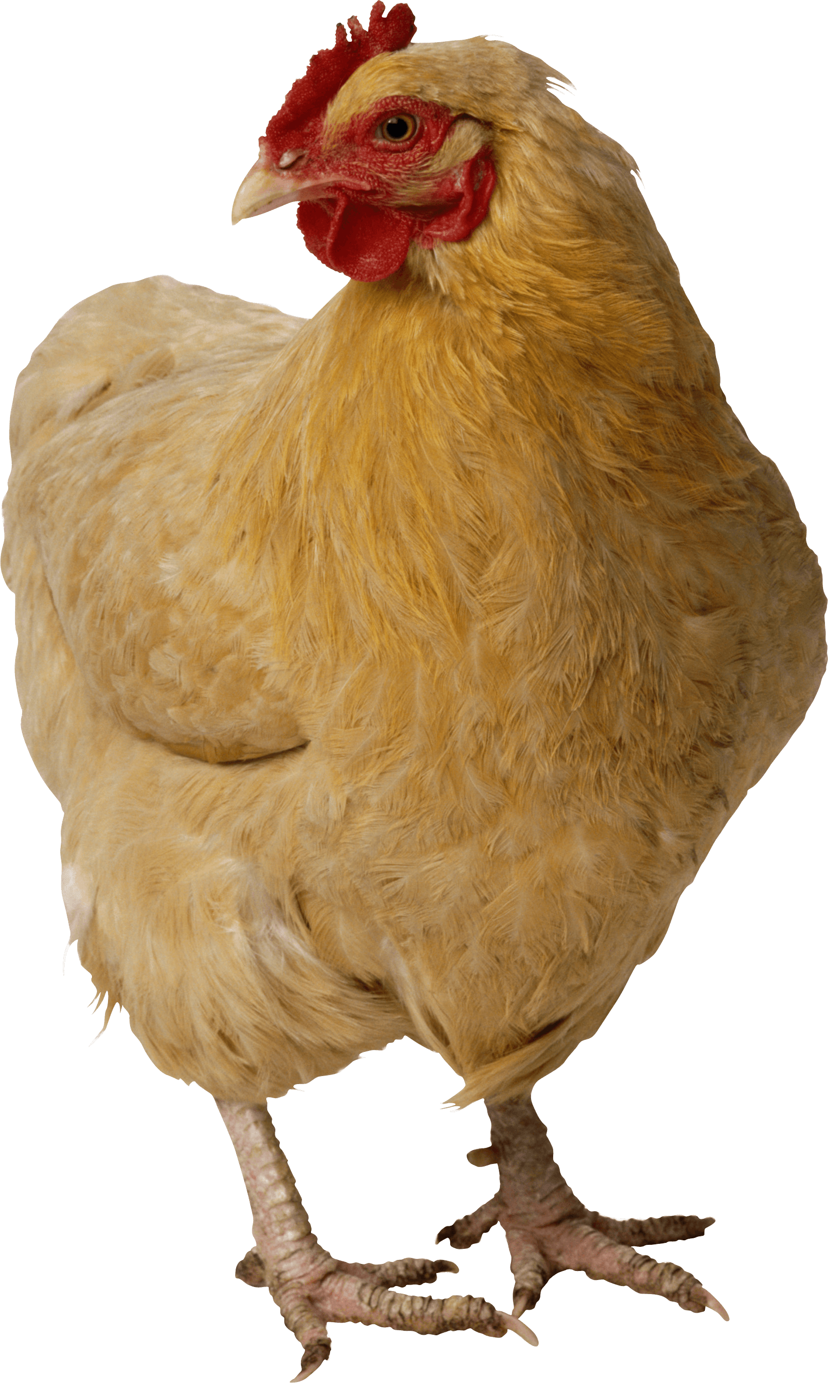 Chicken Transparent PNG Image