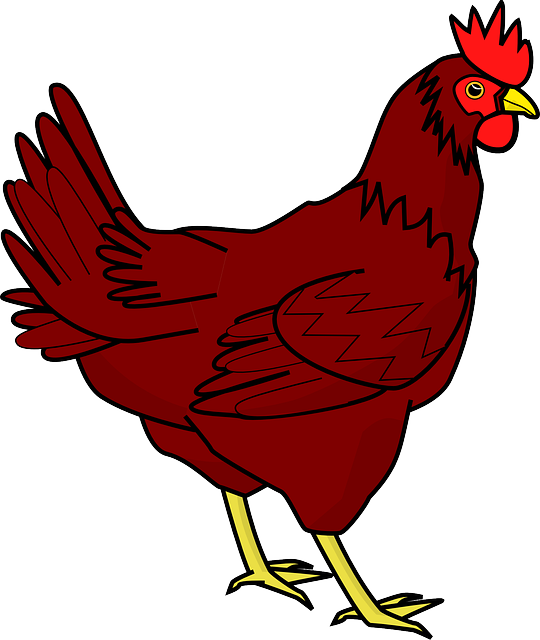 Chicken Transparent PNG Image