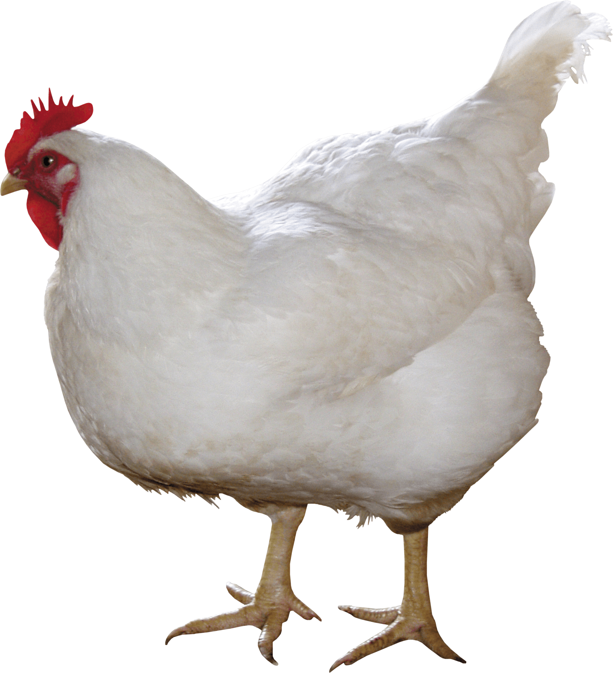 Chicken Transparent PNG Image