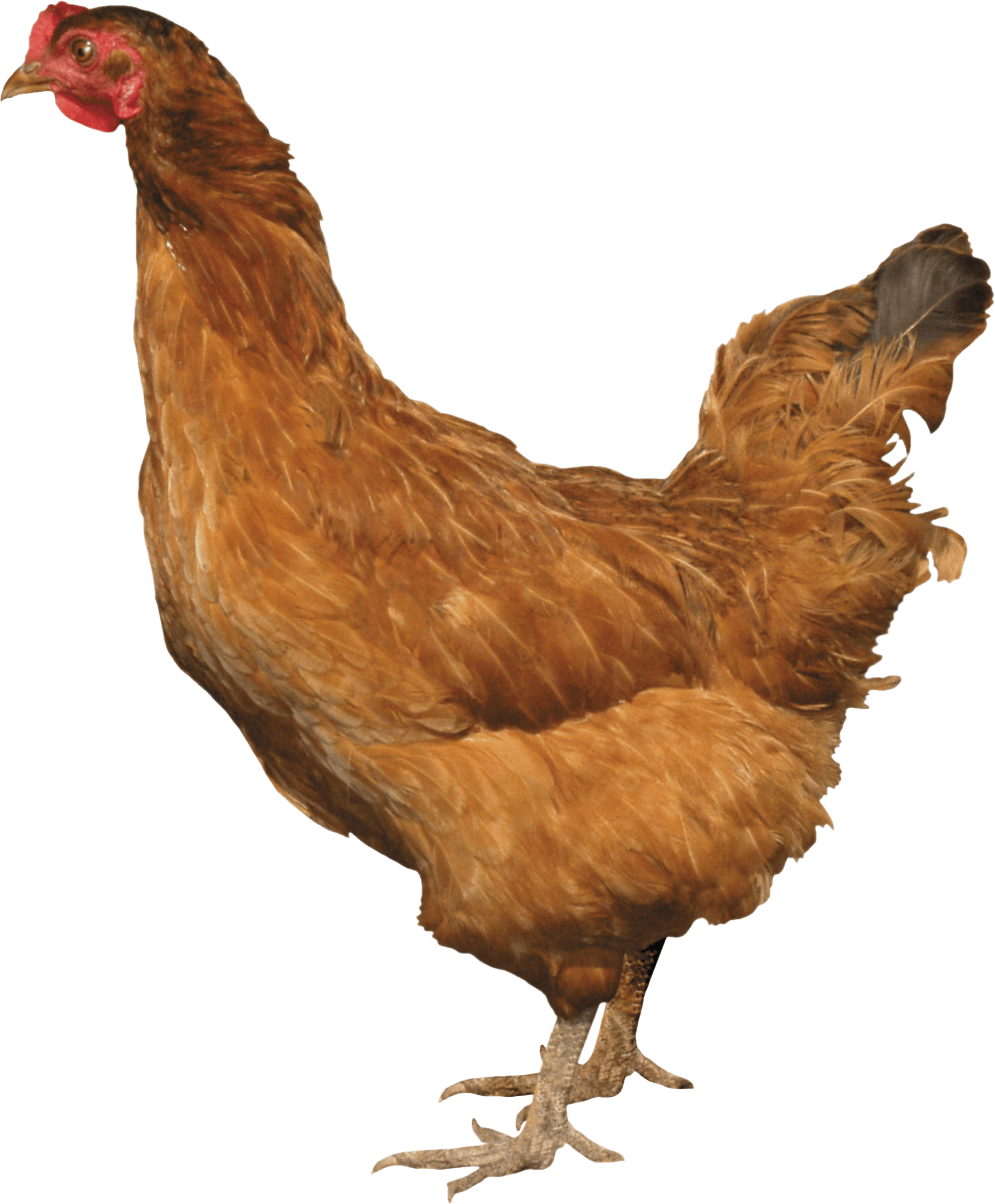 Chicken Transparent PNG Image