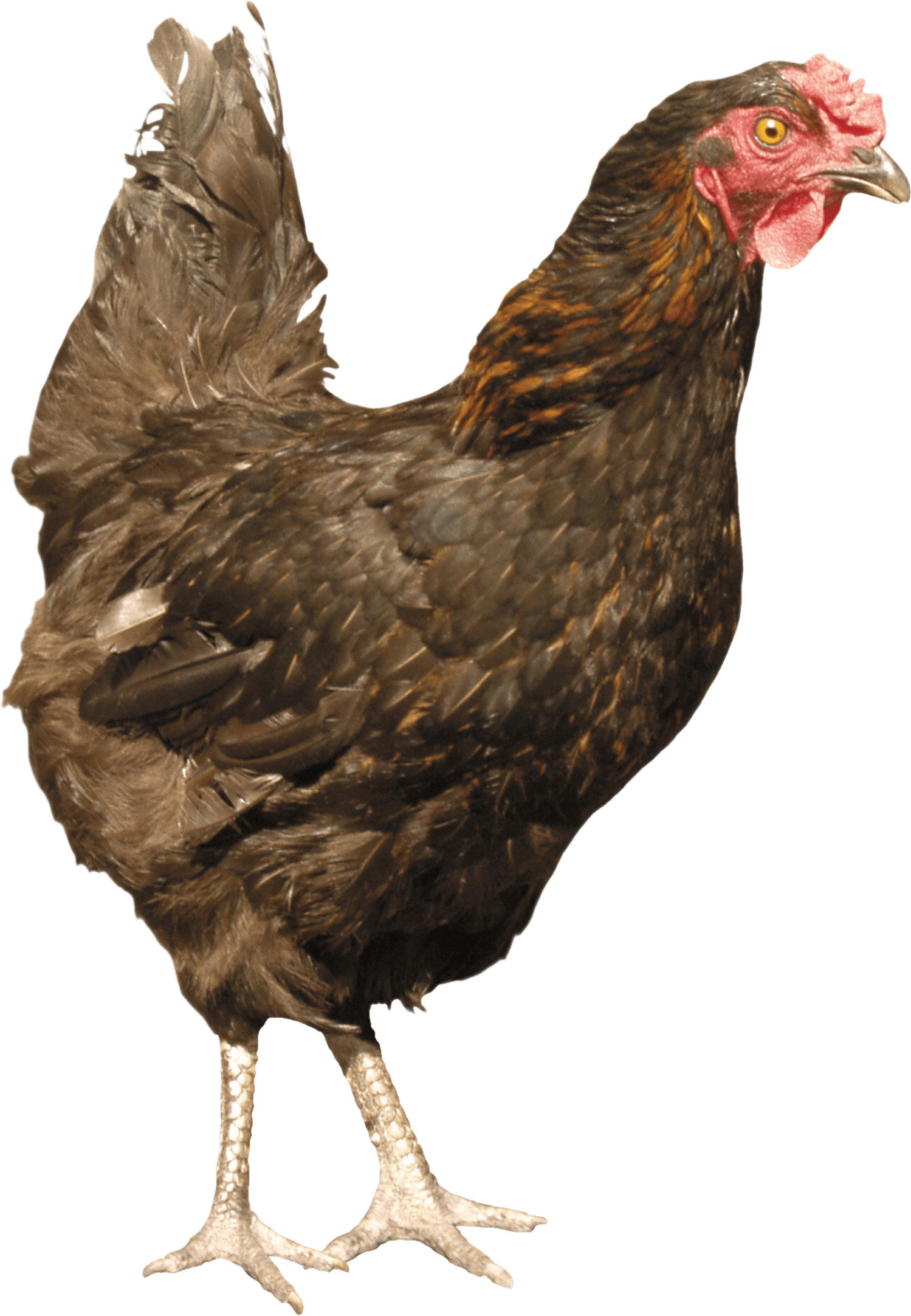 Chicken Transparent PNG Image
