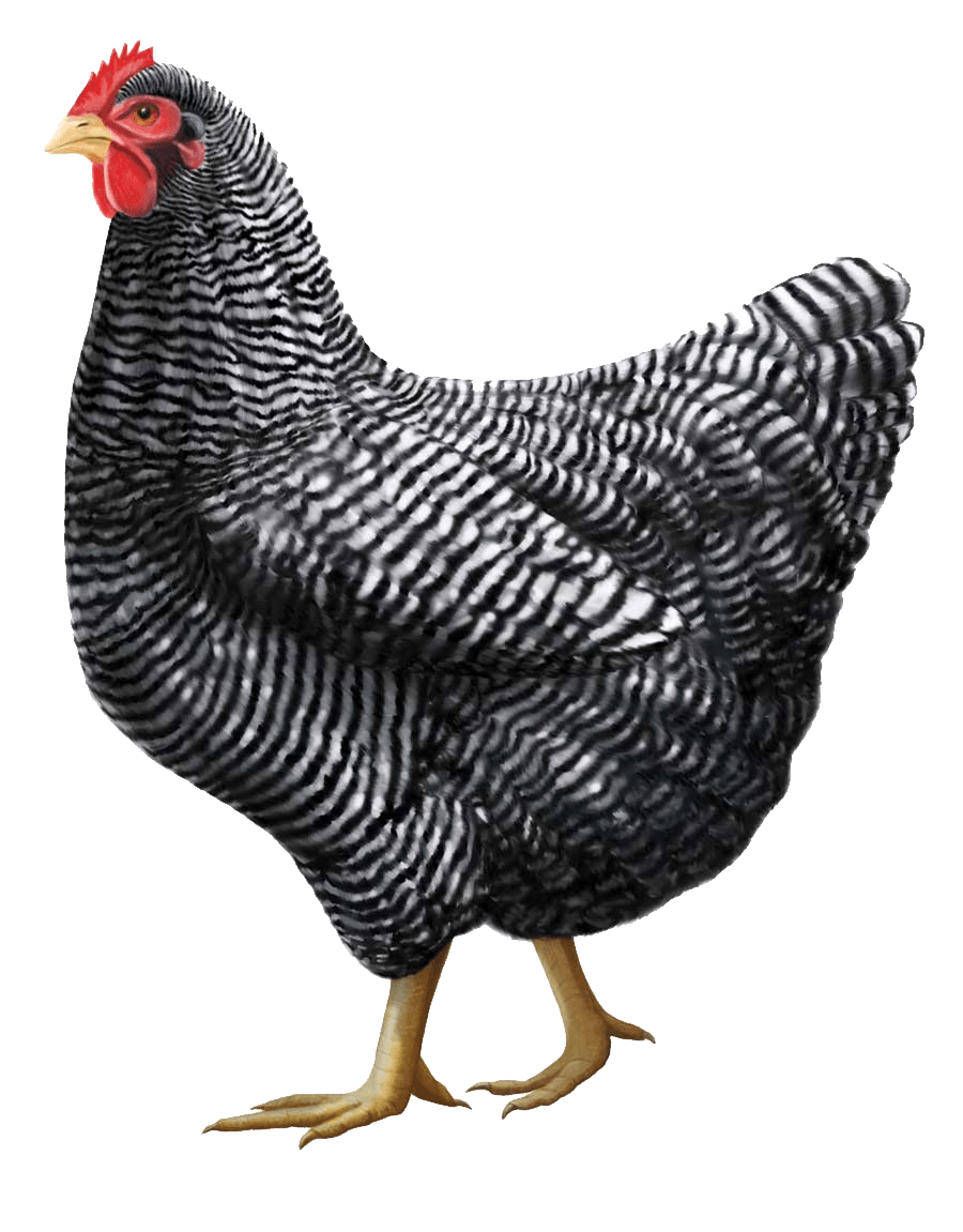 Gray Chicken Transparent PNG Image