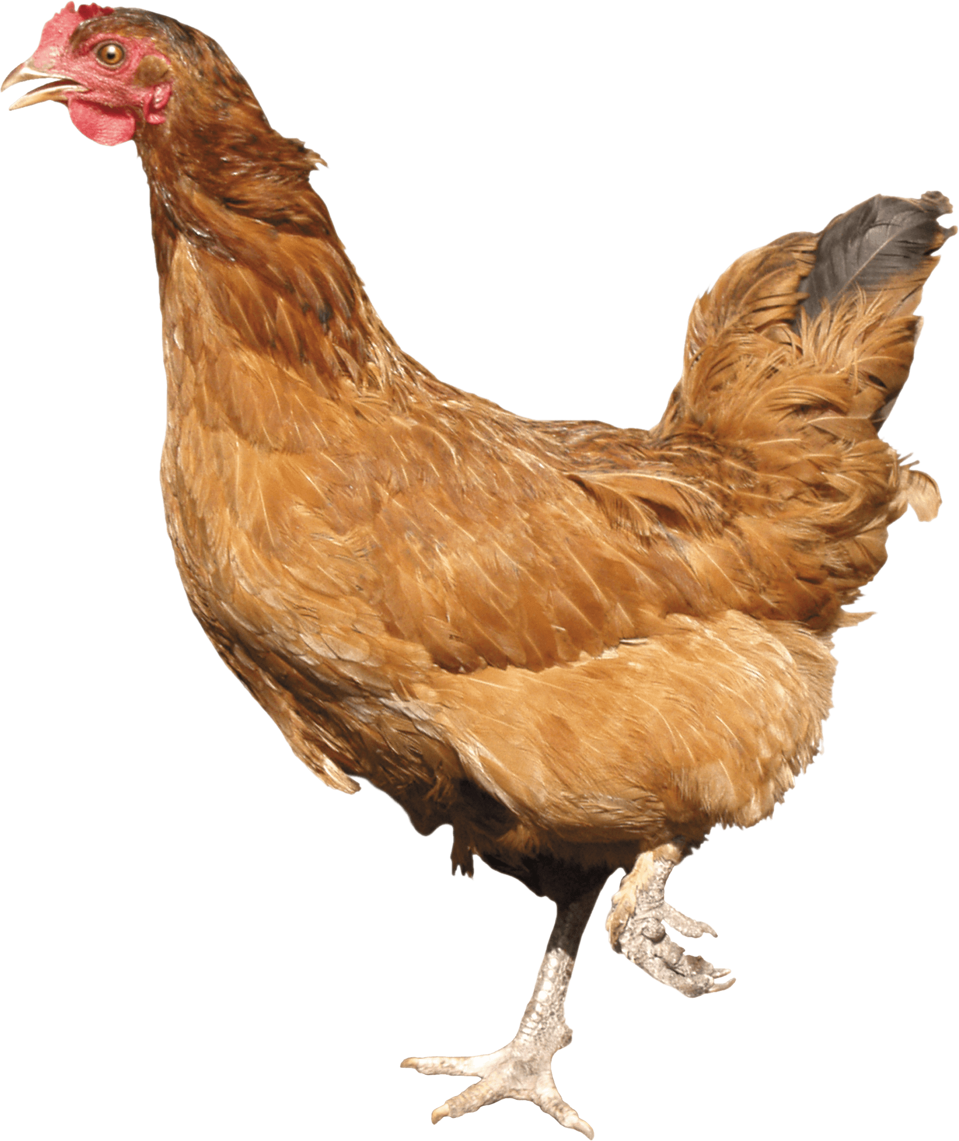 Chicken Transparent PNG Image