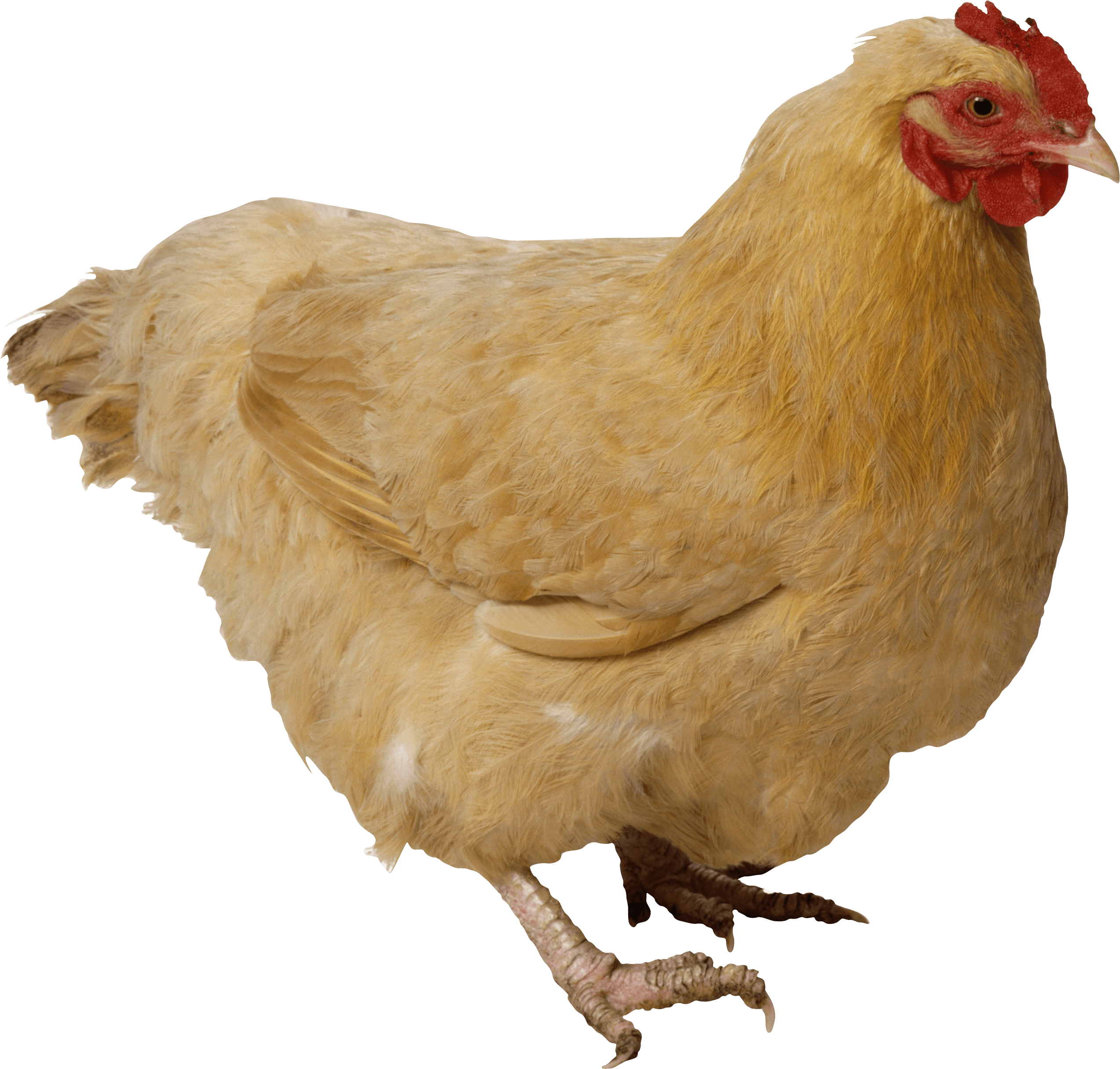 Chicken Transparent PNG Image