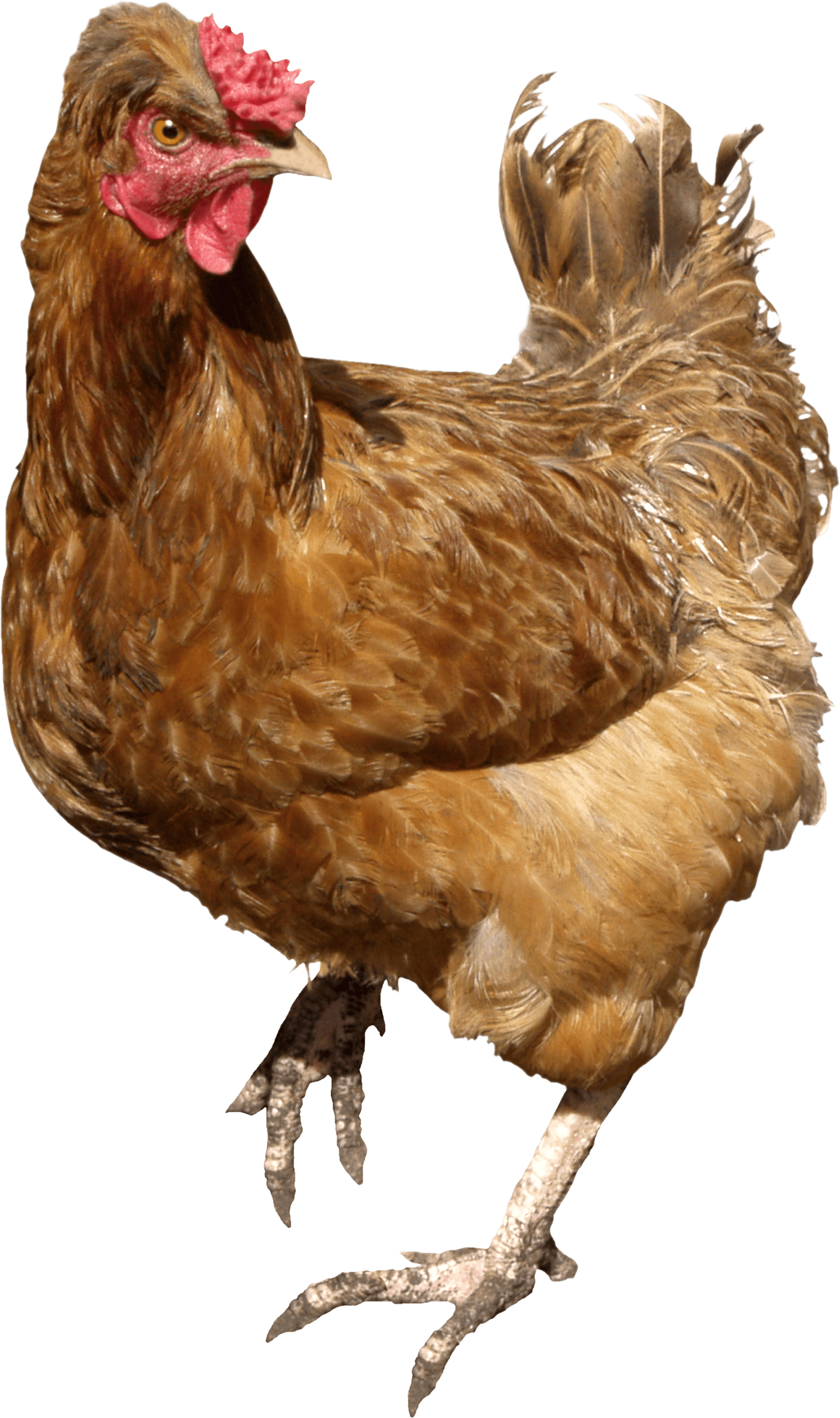 Chicken Transparent PNG Image