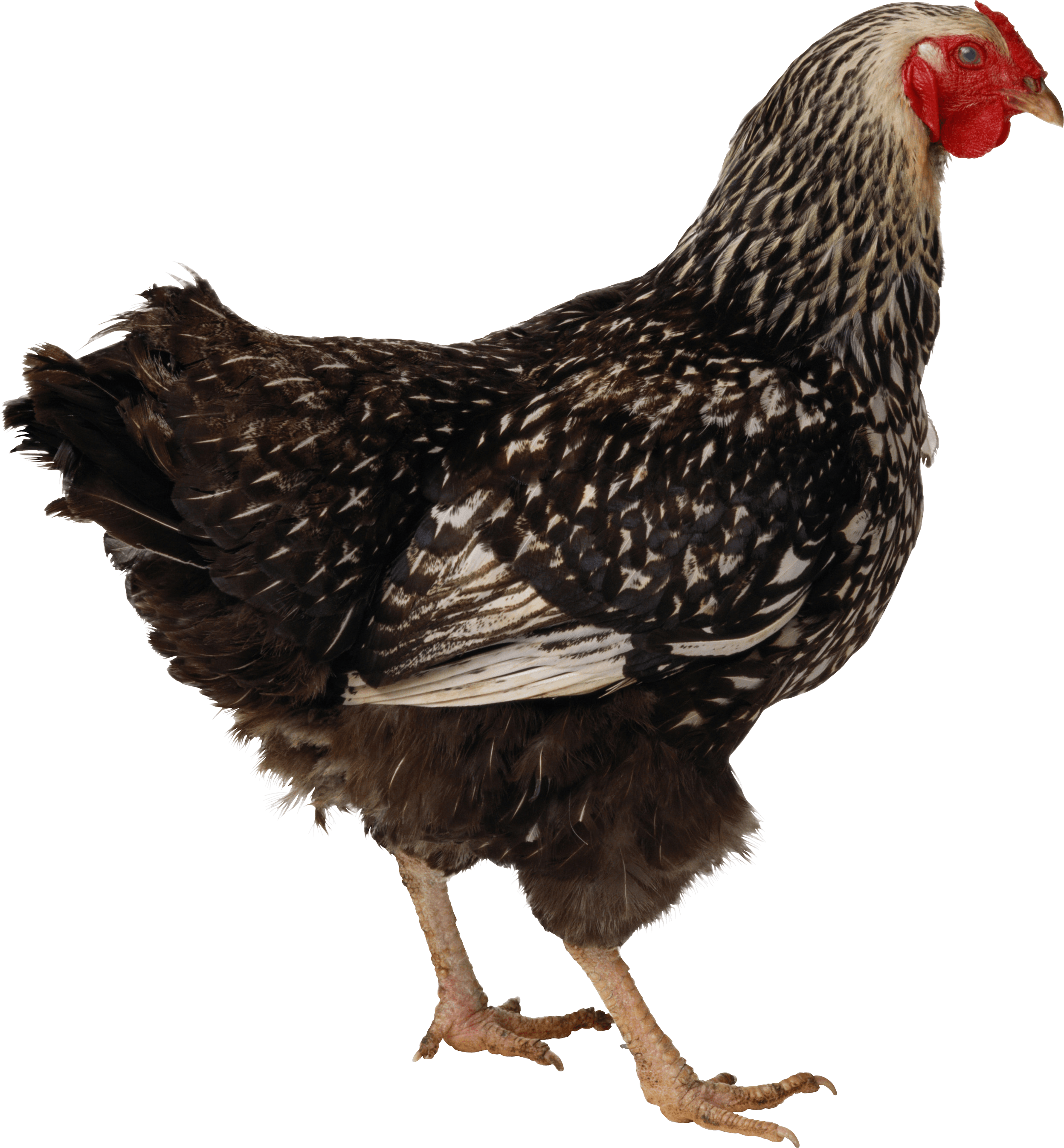 Chicken Transparent PNG Image
