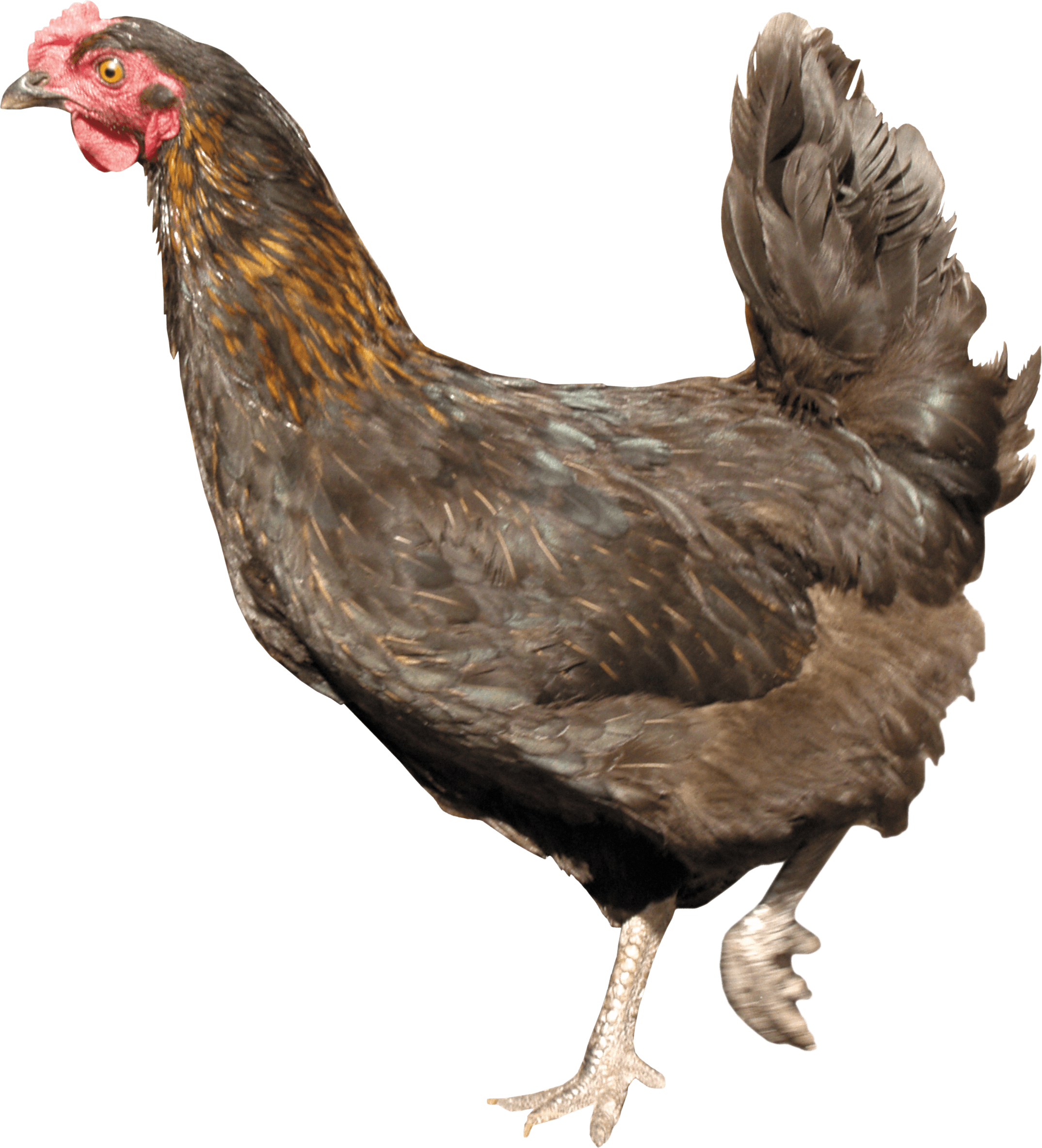 Chicken Transparent PNG Image