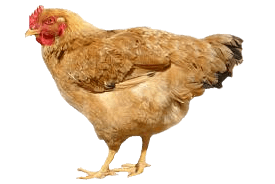 Chicken Transparent PNG Image