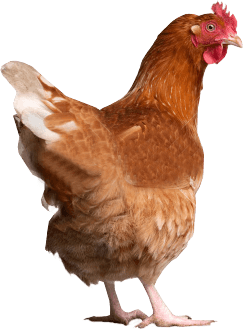Chicken Transparent PNG Image