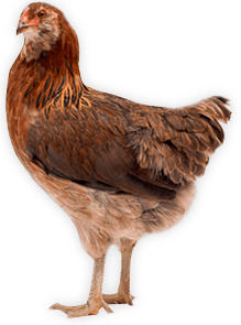Chicken Transparent PNG Image