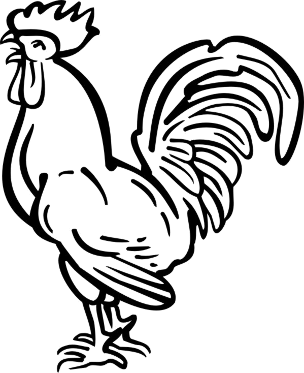 Tattoo Chicken Haan Rooster Transparent PNG Image