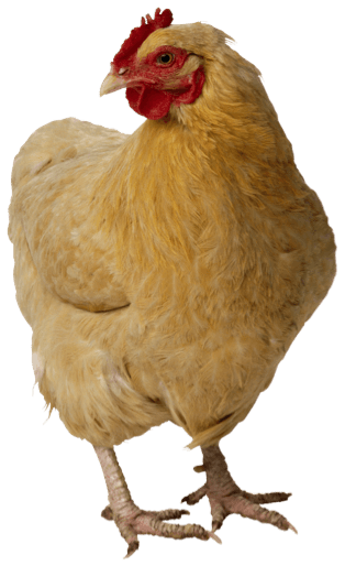Chicken Transparent PNG Image