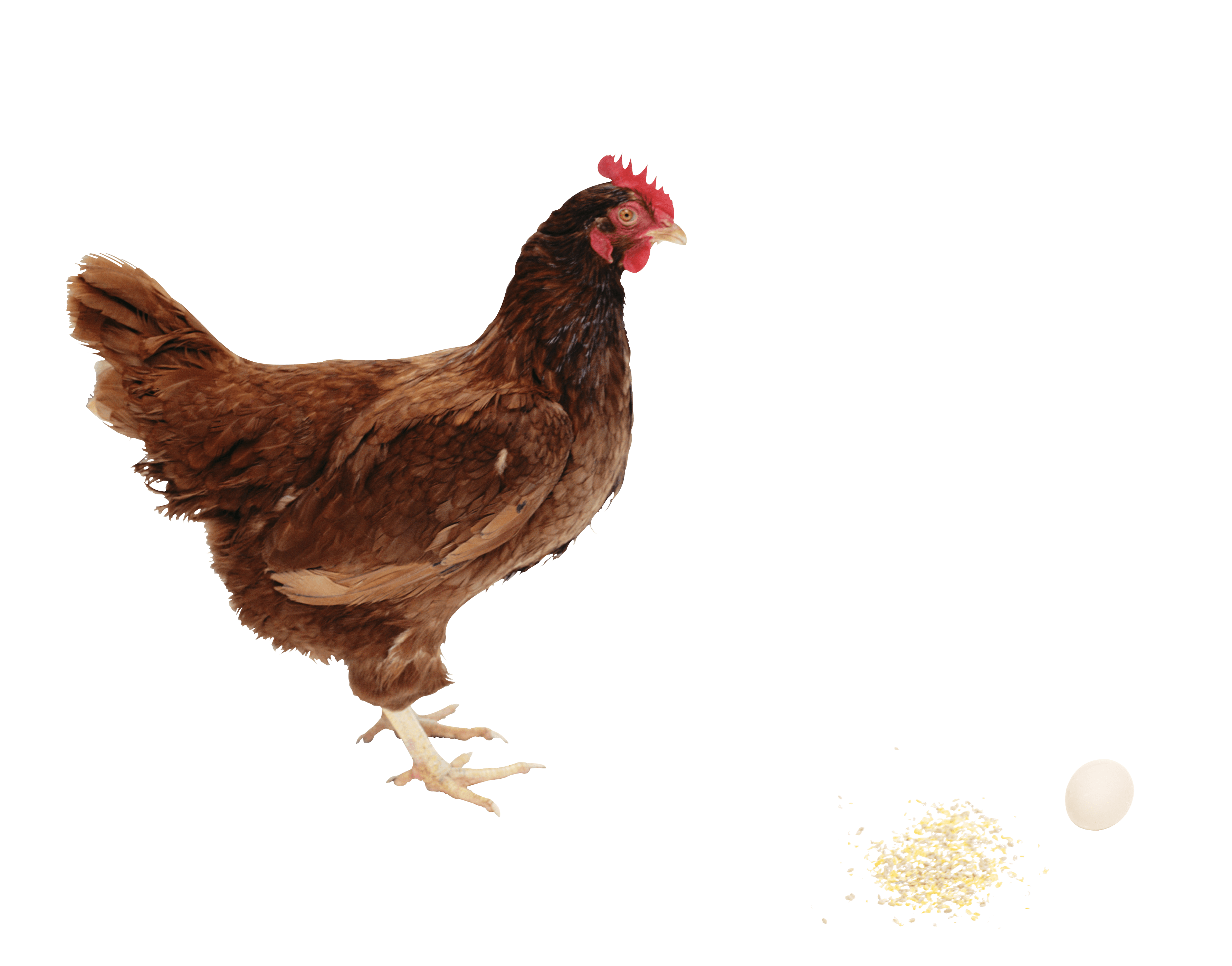 Chicken Transparent PNG Image
