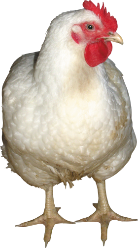 Chicken 9 Transparent PNG Image